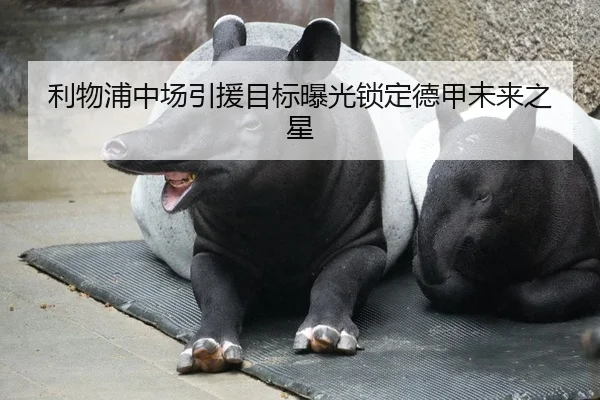 利物浦中场引援目标曝光锁定德甲未来之星